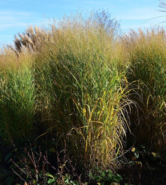 Grasbüschel im Garten mit dekorativem Ziergras