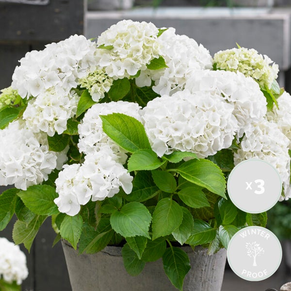 Bloomique - 3er-Set - Hydrangea Macrophylla Wudu - Hortensie - Bauernhortensie - Gartenpflanzen - Winterhart - 20-30 cm Hoch - Topf 10,5 cm