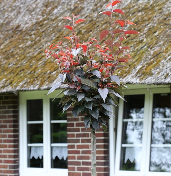 Säulenkirsche im Garten vor einem Haus mit Reetdach
