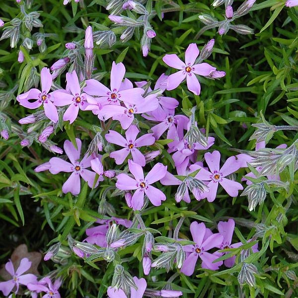 Kriechende Polsterphlox mit Blüten