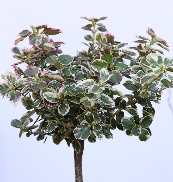 Immergrüner Spindelstrauch mit grün-weissen Blättern auf Stamm