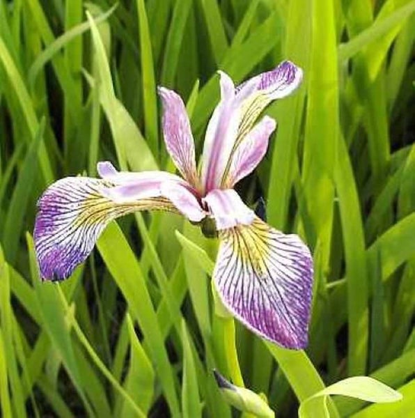 Nahaufnahme einer blühenden Iris im Garten