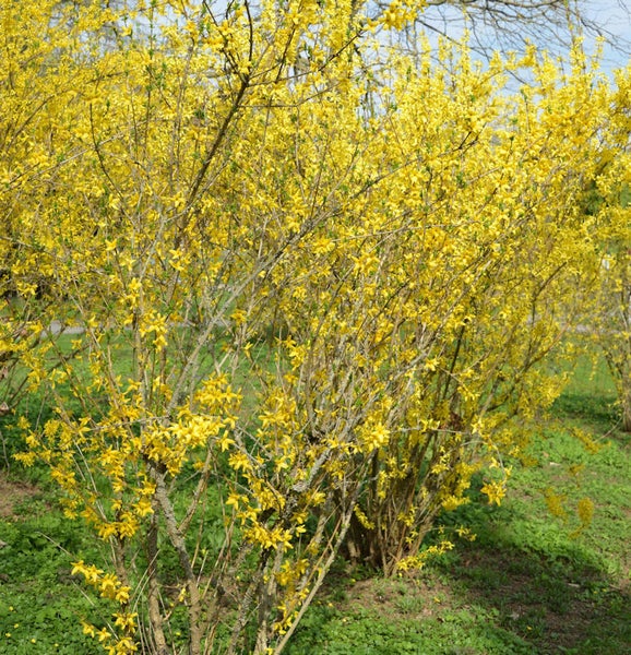 Forsythie mit gelben Blüten im Garten