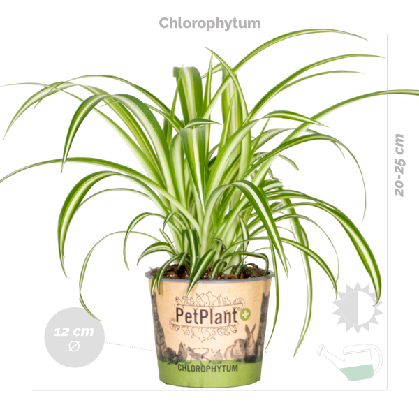 3x Haustierfreundliche Mischung - Cyperus - Chlorophytum - Callisia - Zimmerpflanze – ⌀12 cm - ↕15-25 cm
