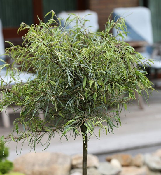 Korkenzieherweide als Kugelbaum für den Garten