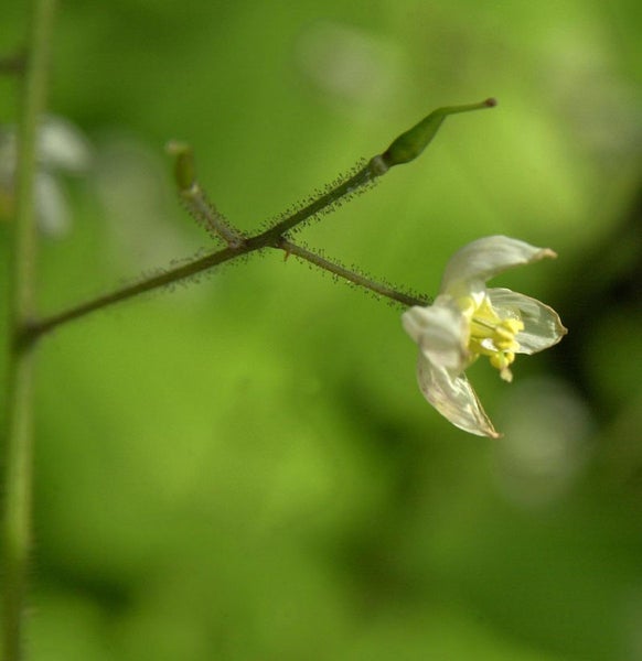 Zarte Blüten einer Waldpflanze