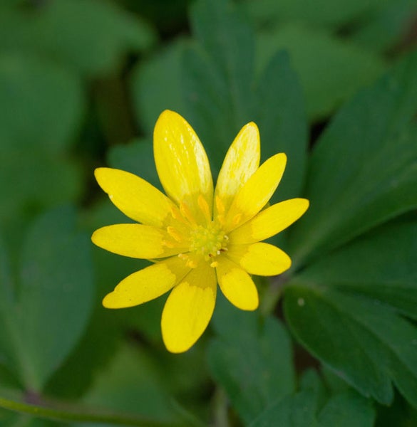 Gelbe Blüte mit grünen Blättern im Hintergrund