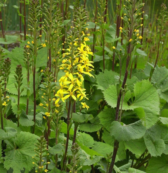 Blütenstand einer Gartenpflanze mit gelben Blüten