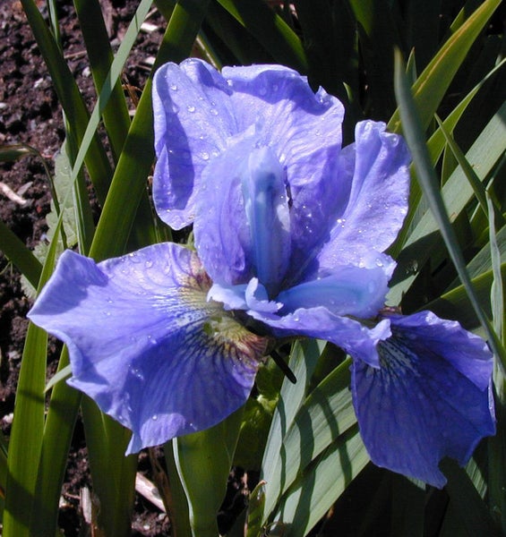 Nahaufnahme einer blauen Schwertlilie mit Tautropfen