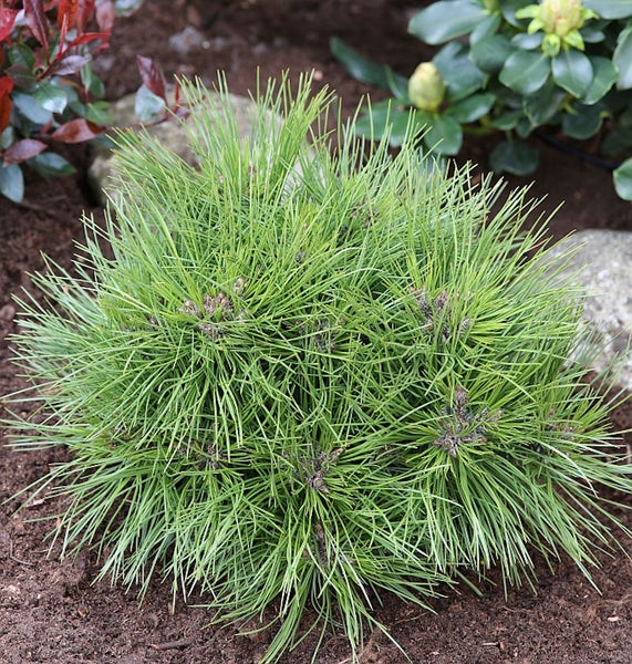 Kissenkiefer im Gartenbeet.