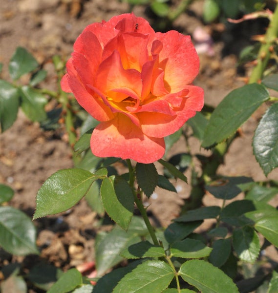 Nahaufnahme einer einzelnen Rose im Garten