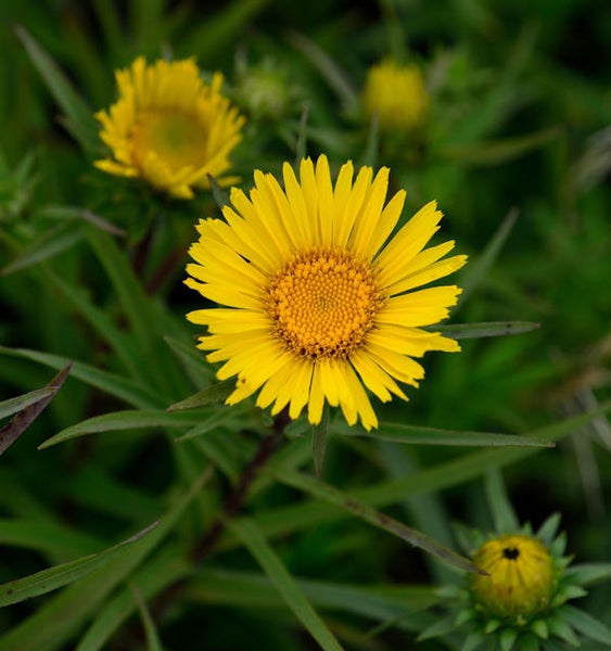 Gelbe Echte Arnika Pflanze im Garten