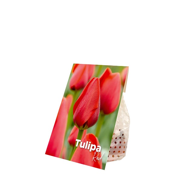 Bloomique - Mischung aus 20 - Tulipa - Tulpenzwiebeln - Rot - Blumenzwiebeln - Frühlingsblüher - Mehrjährige Pflanzen - Wird bis zu 50-55 cm groß
