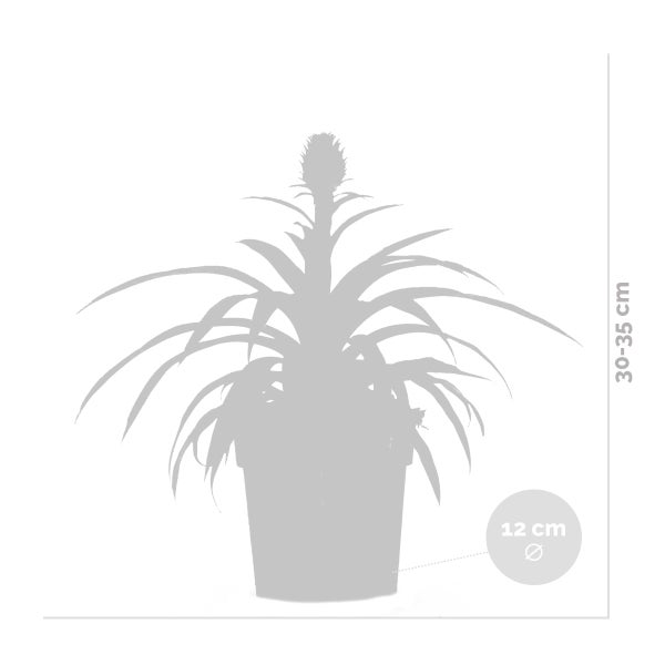 Bloomique - Ananas Comosus - Ananas Pflanze - Bromelien - Zimmerpflanzen - Luftreinigend - Höhe 30-40 cm - Topf 12 cm