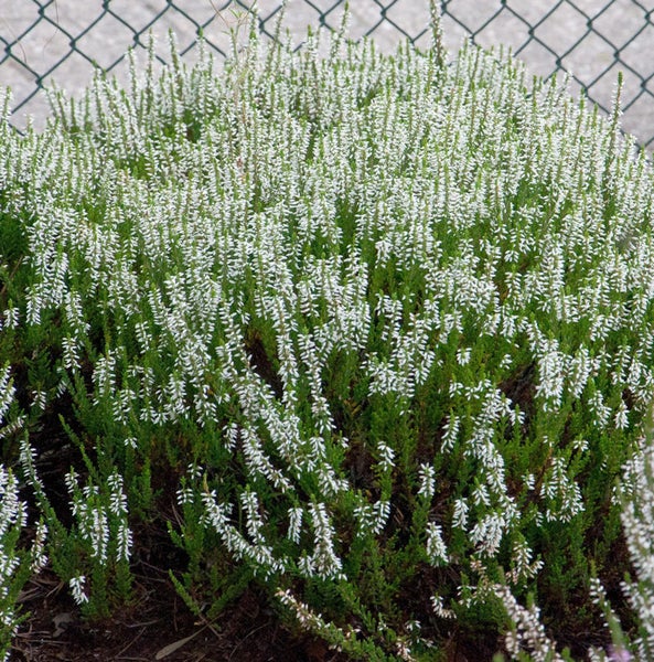 Besenheide mit weißen Blüten