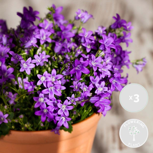 Bloomique - 3er-Set - Campanula Ambella Intense Purple - Glockenblume - Bodendecker - Gartenpflanzen - Winterhart - Tierfreundlich - 10-20 cm Hoch - Topf 10,5 cm