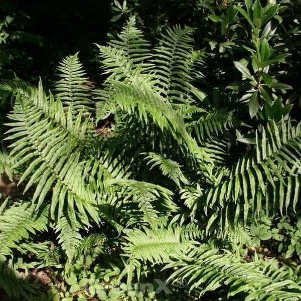 Nahaufnahme von Farnpflanzen im Garten