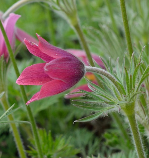 Nahaufnahme einer rosafarbenen Küchenschelle im Garten.