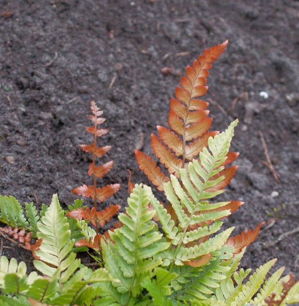 Detailaufnahme eines Farns im Gartenbeet.