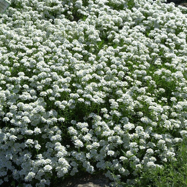 Blütenmeer aus Schleifenblumen im Garten.