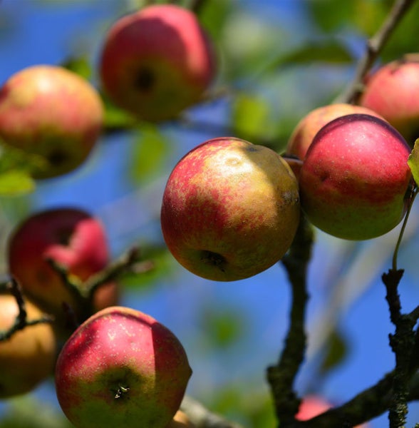 Mehrere Äpfel an einem Baum