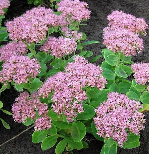 Fetthenne Staude mit Blütenständen