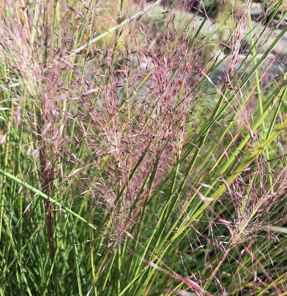 Detailaufnahme von Ziergras mit filigranen Blütenständen und grünen Halmen