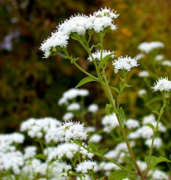 Blühender Eupatorium Stengel