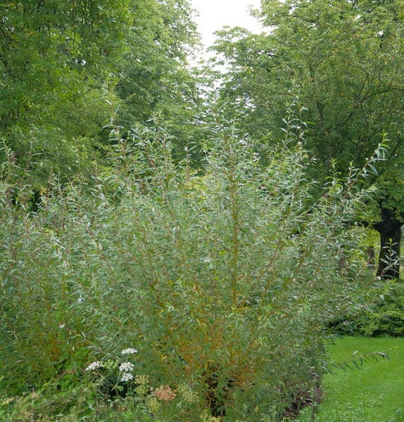 Salix Pflanzen im Garten.