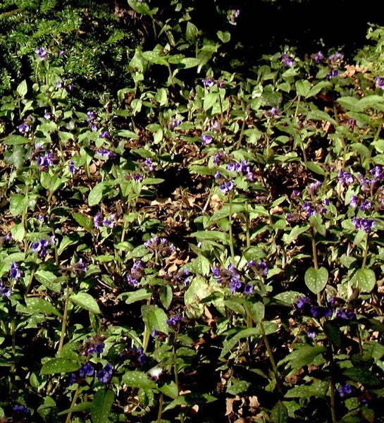 Blühende Kriechende Lungenkräuter im Garten