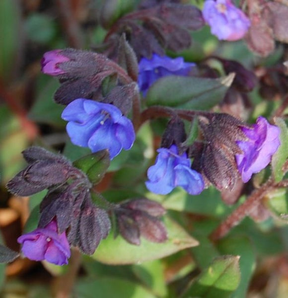 Nahaufnahme von blauen und violetten Lungenkrautblüten