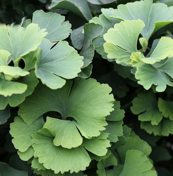 Nahaufnahme von Ginkgo Blättern