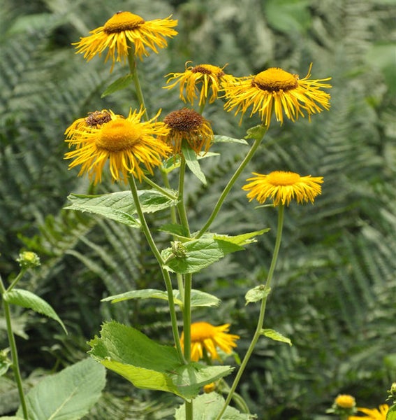 Pflanzen mit gelben Blüten