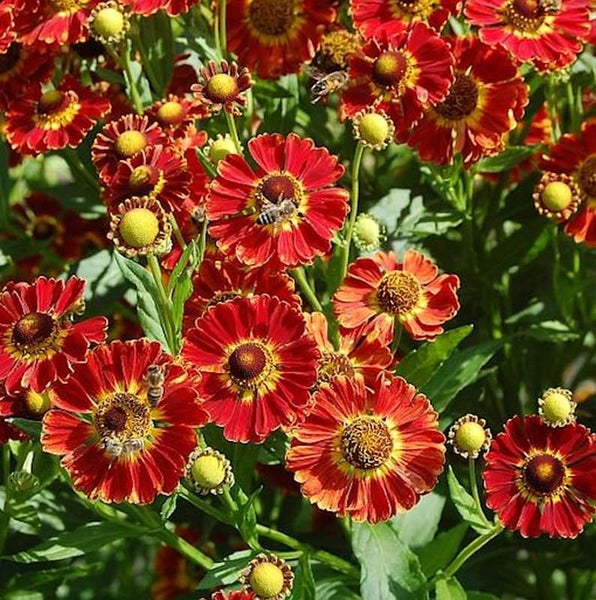 Nahaufnahme von Helenium Blumen mit grünen Stielen