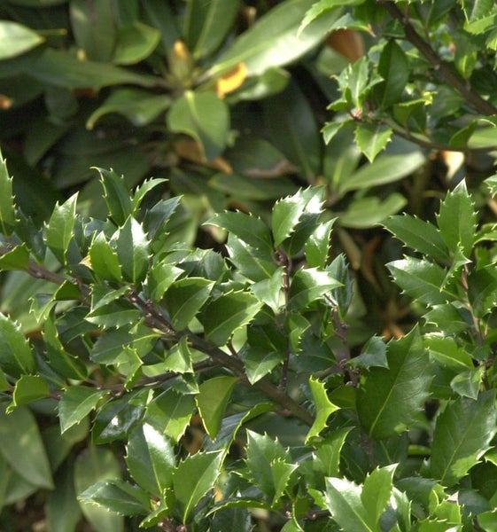 Nahaufnahme von Stechpalmenblättern