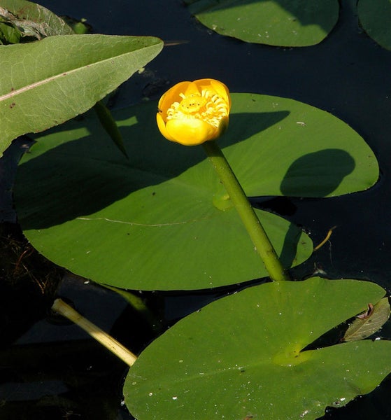 Gelbe Teichrose mit grünen Blättern im Teich