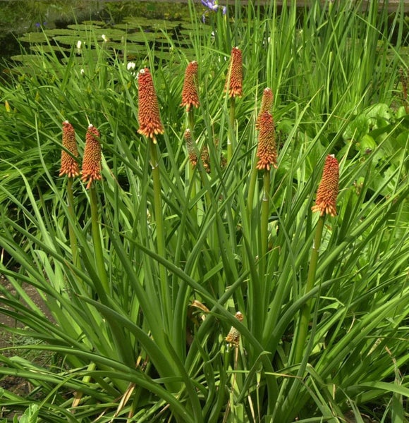 Fackel Lilie im Gartenbeet