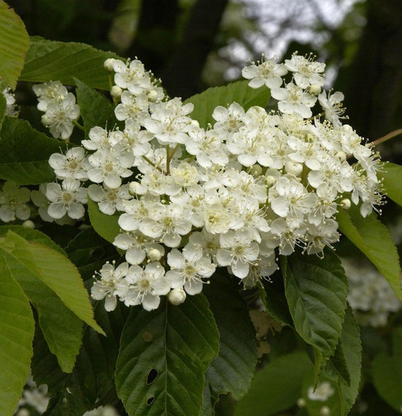 Blütenstand der Eberesche mit weißen Blüten und grünen Blättern
