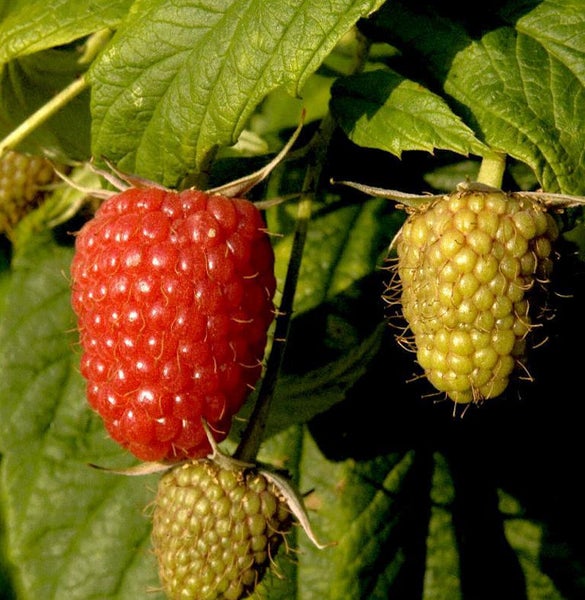 Nahaufnahme von Himbeeren an einem Strauch