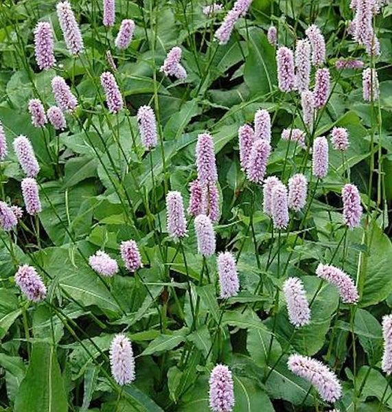 Blütenstand des Schlangen-Knöterichs im Garten