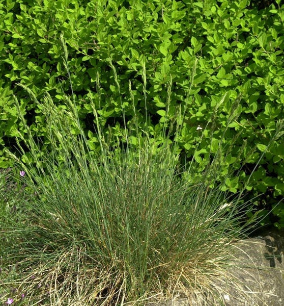 Büschel des Blauschwingel-Ziergrases im Garten.