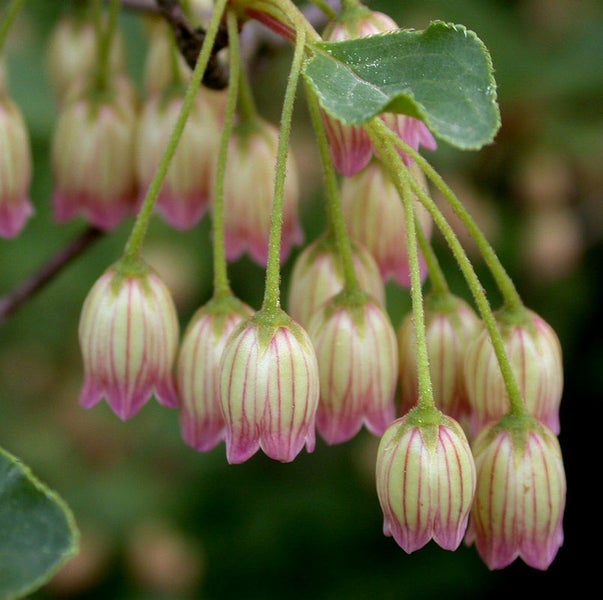 Nahaufnahme von hängenden, glockenförmigen Blüten