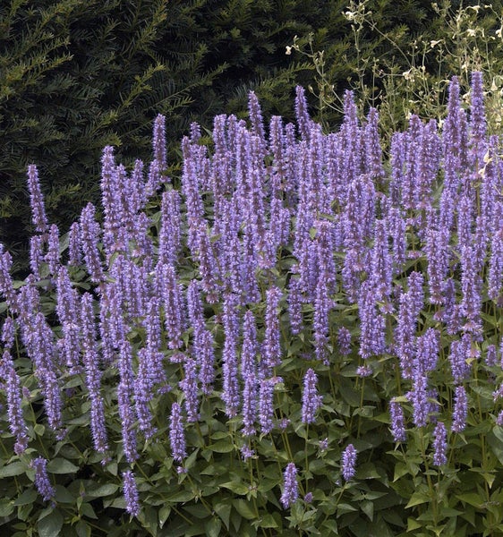 Agastache-Pflanze mit aufrechten, violetten Blütenständen im Gartenbeet