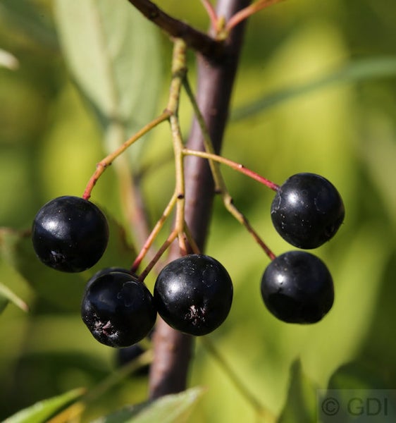 Aronia-Beeren an einem Zweig