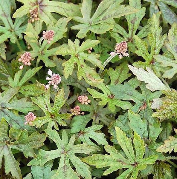 Schaumblüte Pflanze mit Blättern und Blüten