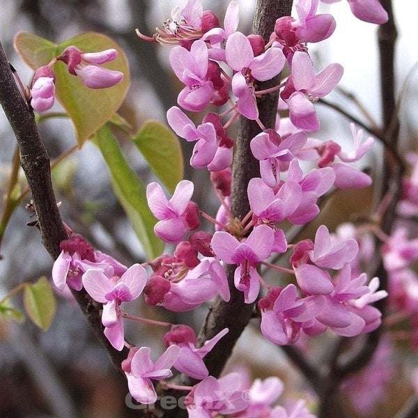 Nahaufnahme eines Judasbaums mit rosa Blüten.