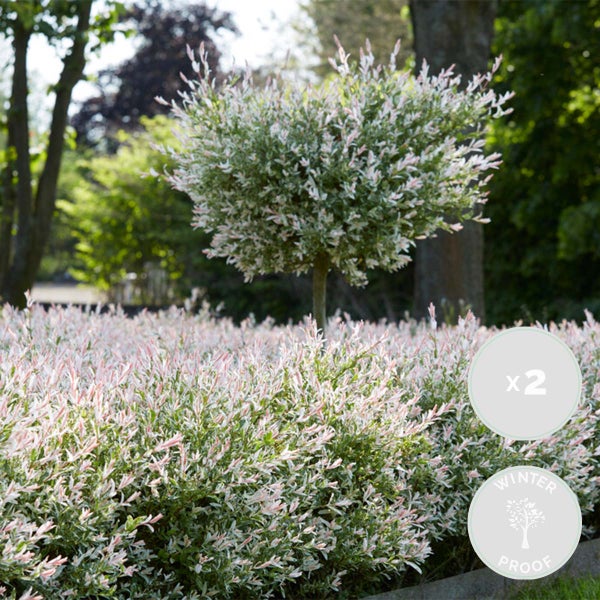 Bloomique - 2er Set - Salix Flamingo - Harlekinweide - Winterharte Balkonpflanzen - Gartenpflanzen Winterhart - Höhe 60-80 cm - Topf 17 cm
