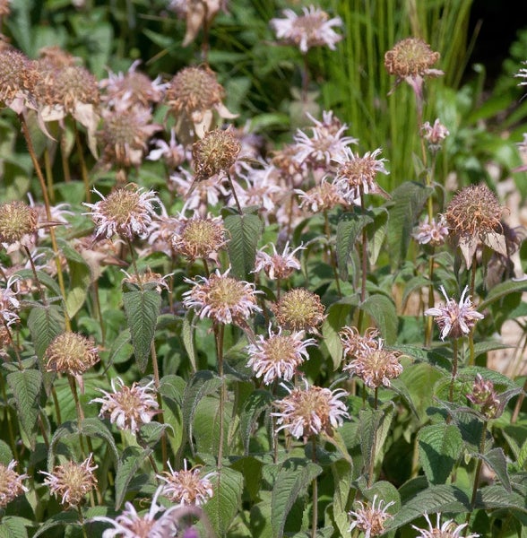 Bienenweide mit Blüten und grünen Blättern im Garten.
