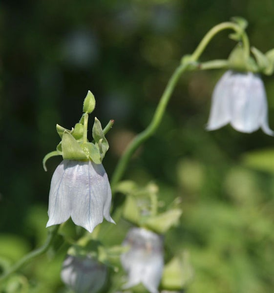 Nahaufnahme von Ballonblumen mit glockenförmigen Blüten