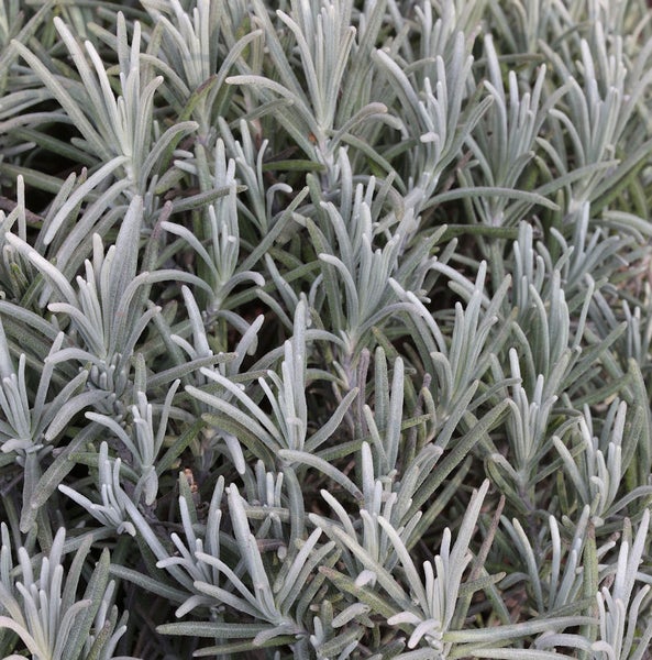 Silberblatt Pflanzen Nahaufnahme